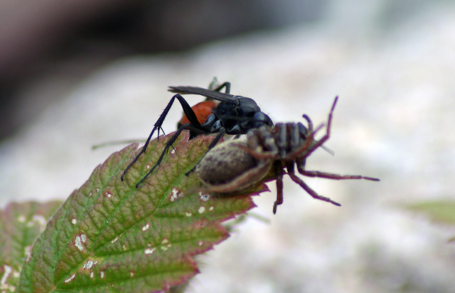Pistiäinen saalistaa hämähäkin..